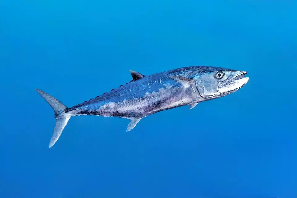 King Mackerel